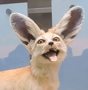 Meet your Posher, Mol